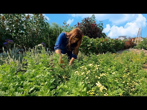 Seeding Grass, Cut Flower Arrangements & Strawberry Biscuits!