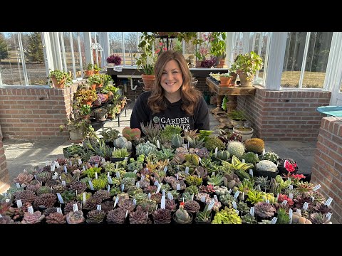 Huge Succulent Unboxing Garden Answer