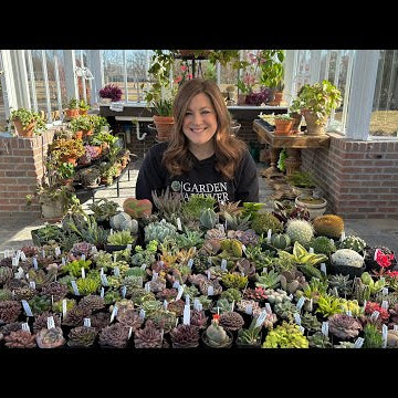 HUGE Succulent Unboxing!