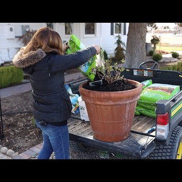Planting Honeyberries!