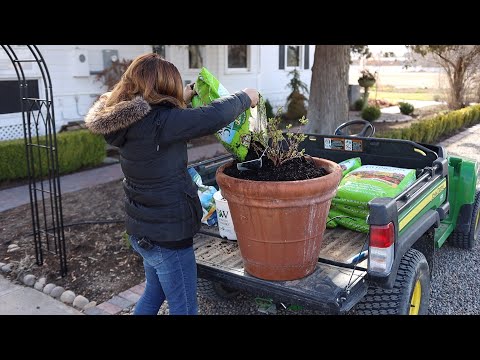 Planting Honeyberries!