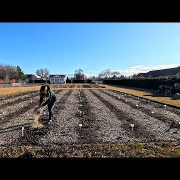 Working in the Rose Garden: Pruning & Fertilizing!
