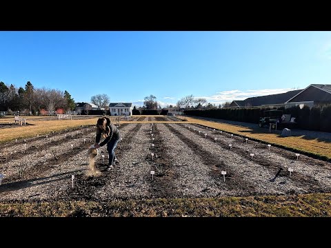 Working in the Rose Garden: Pruning & Fertilizing!
