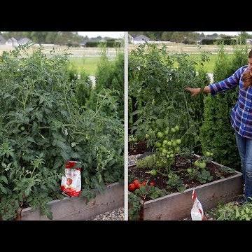 Pruning an Overgrown Tomato Plant!