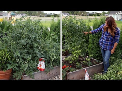 Pruning an Overgrown Tomato Plant!