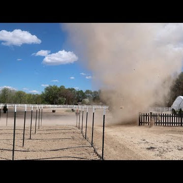 Moving the Lemon Cypress, Treating Scale on Citrus & Mulching in The Wind!