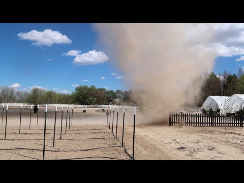 Moving the Lemon Cypress, Treating Scale on Citrus & Mulching in The Wind!