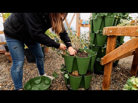 Growing Greens, Herbs & Small Root Crops Inside During Winter!