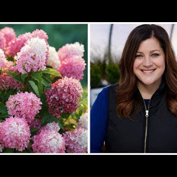 16 Hardy Hydrangea Varieties