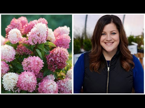 16 Hardy Hydrangea Varieties