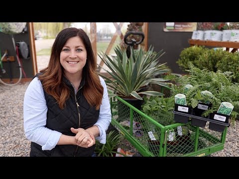 Plant Haul, Planting, Pruning, and Transplanting!