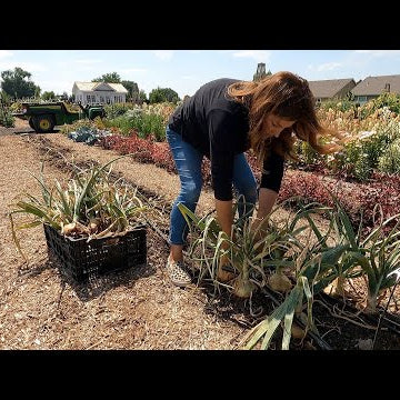 HUGE Onion & Potato Harvest!