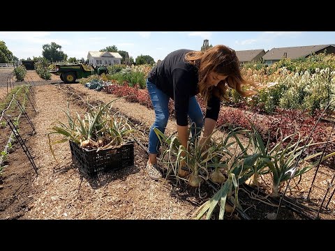 HUGE Onion & Potato Harvest!