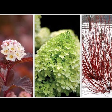 Landscape Makeover Part 3: Three Shrubs for All Year Interest!