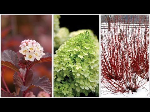 Landscape Makeover Part 3: Three Shrubs for All Year Interest!