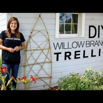 DIY Willow Branch Trellis (Full Version)