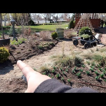 Full Day of Garden Maintenance: Pruning, Planting & Making Mint Iced Tea!