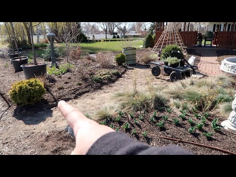 Full Day of Garden Maintenance: Pruning, Planting & Making Mint Iced Tea!