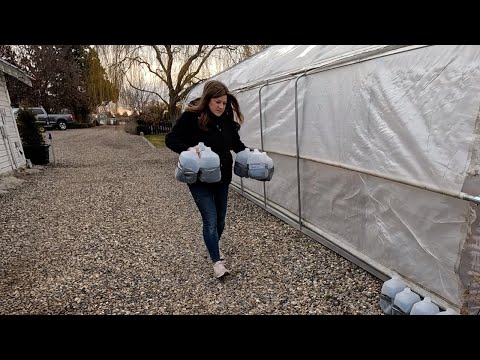 Winter Seed Sowing! The Least Expensive Way to Grow Seeds!