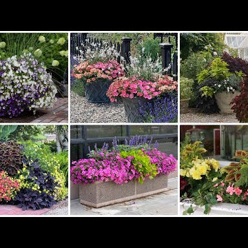 6 Container Combinations to Love!