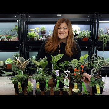 Huge Houseplant Unboxing!