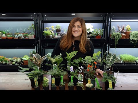 Huge Houseplant Unboxing!