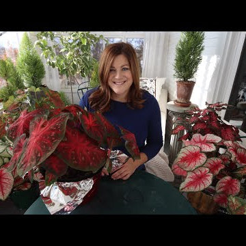 Caladiums: the New Christmas Plant!?