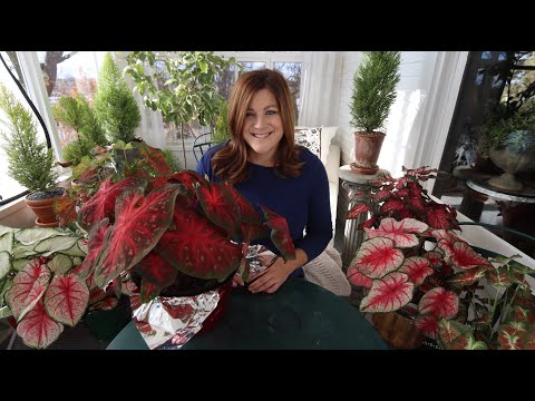 Caladiums: the New Christmas Plant!?