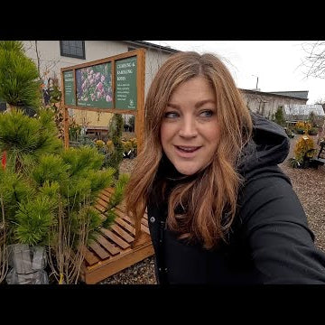 Rainy Day Plant Shopping & Arborvitae Replacement!