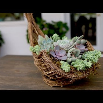 Succulent Cornucopia for Thanksgiving