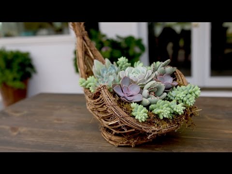 Succulent Cornucopia for Thanksgiving