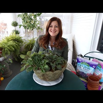 Fixing a Neglected Houseplant Arrangement & Rooting African Violets