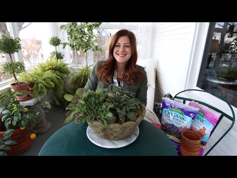 Fixing a Neglected Houseplant Arrangement & Rooting African Violets