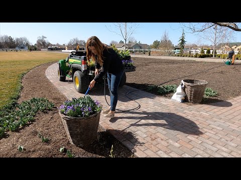 Planting Spring Containers & Hellebores!