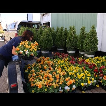 Changing Out My City's Downtown Pots