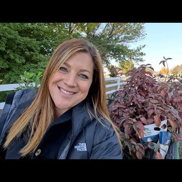 Transplant Update, Planting Some Gorgeous Things & Raspberry Sorbet Pie!