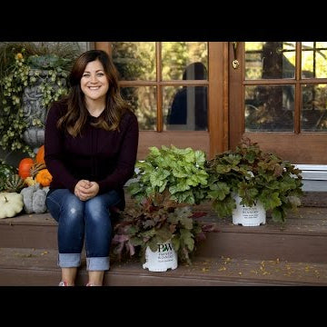 Difference Between A Heuchera, Tiarella and Heucherella