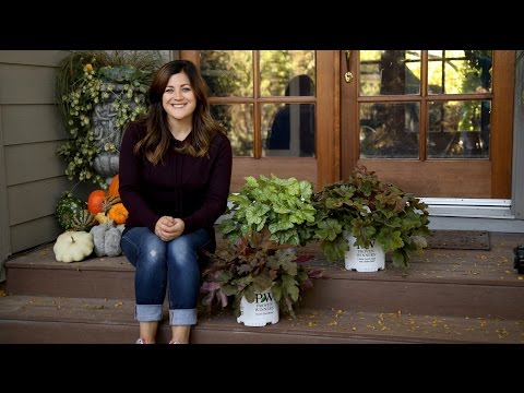 Difference Between A Heuchera, Tiarella and Heucherella