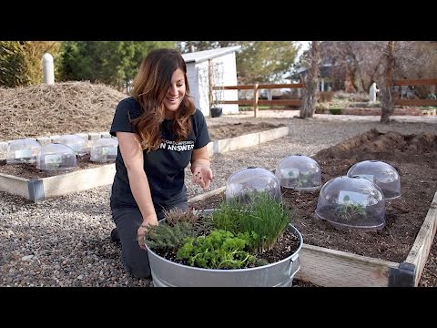 Planting More Veggies