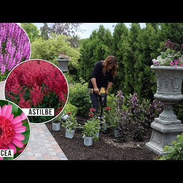 Planting 3 Pink Perennials in the Garden: Salvia, Astilbe & A New Echinacea!