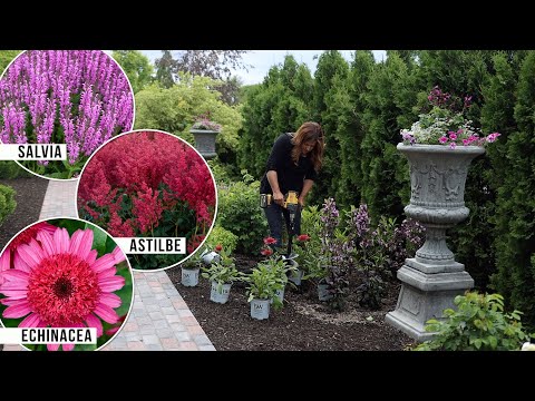 Planting 3 Pink Perennials in the Garden: Salvia, Astilbe & A New Echinacea!
