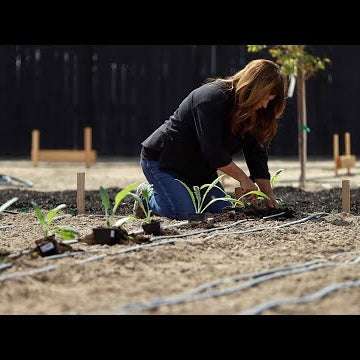 How I Grow Artichokes!