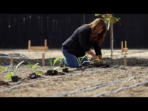 How I Grow Artichokes!