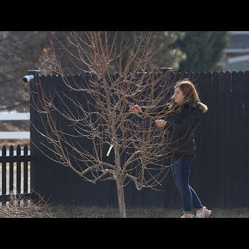 Pruning Fruit Trees! (Modified Central Leader Method & Pear Espalier)
