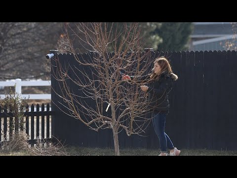 Pruning Fruit Trees! (Modified Central Leader Method & Pear Espalier)