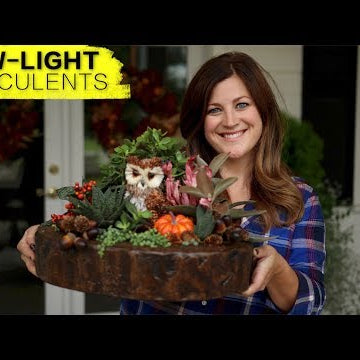 Low-Light Succulent Arrangement (Full Version)