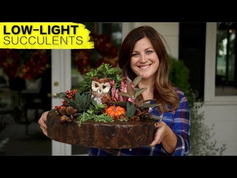 Low-Light Succulent Arrangement (Full Version)