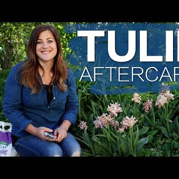 Tulip Aftercare