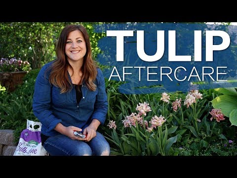 Tulip Aftercare