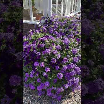 Pretty purple flowers!